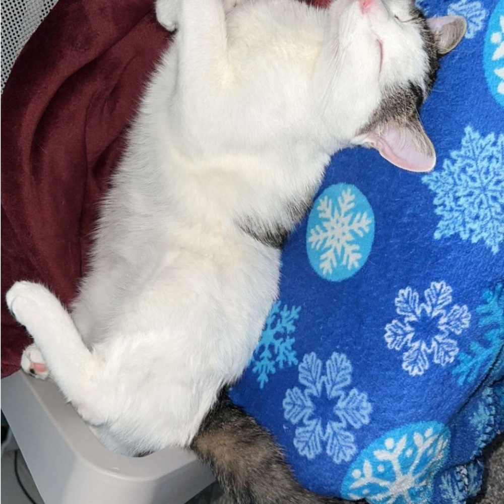 Meet your Posher, Dora